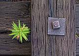 Weed & Bolt_25314